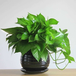 绿萝吊兰（0.3米9元/月）