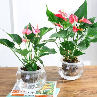 粉掌与红掌（0.3米15元/月）（0.5米25元/月）