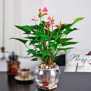 水培粉掌（0.3米15元/月）（0.5米25元/月）