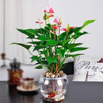 水培粉掌（0.3米15元/月）（0.5米25元/月）