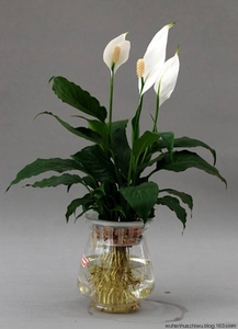 水培一帆风顺（0.3米15元/月）（0.4米20/月）