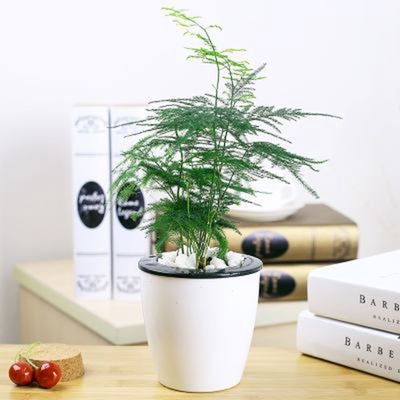 文竹（0.3米9元/月）