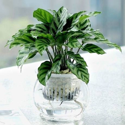 竹芋（0.3米12元/月）