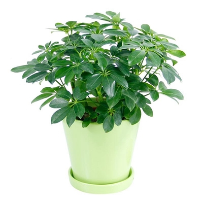 鸭掌木（0.3米9元/月）