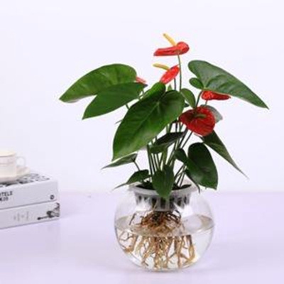 水培红掌（0.3米15元/月）（0.5米25/月）