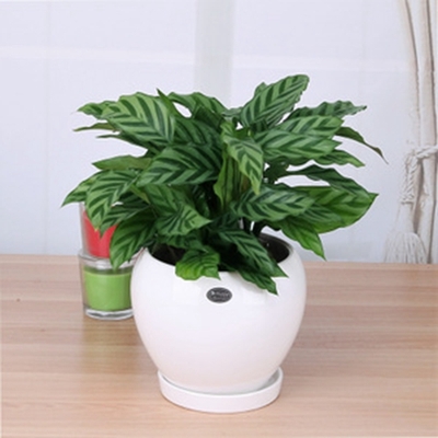 竹芋（0.3米9元/月）