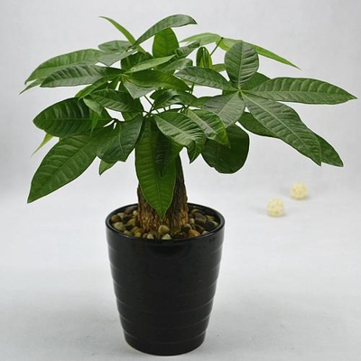 发财树（0.3米9元/月）