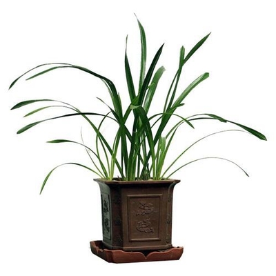 国兰（0.4米50元/月）