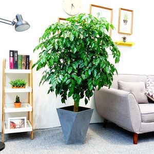 幸福树（1.6米40元/月）（1.8米60元/月）