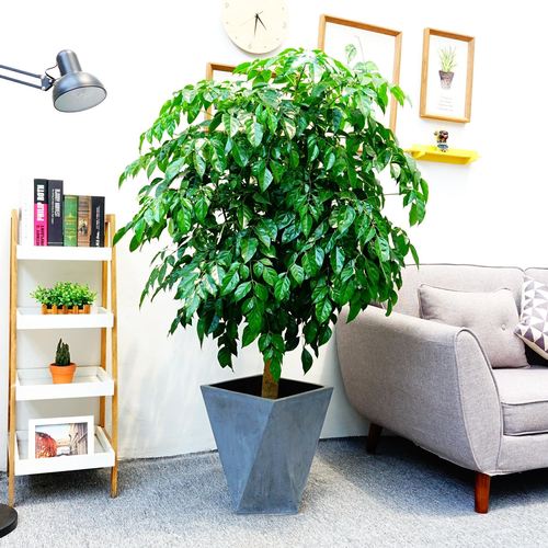 幸福树（1.6米40元/月）（1.8米60元/月）