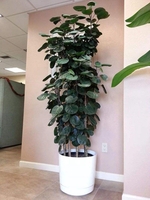 福禄桐（1.6米50元/月）