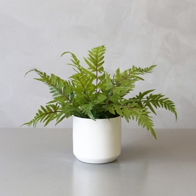 波士顿蕨（0.3米9元/月）