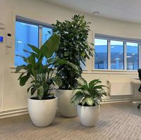 办公区盆景组合