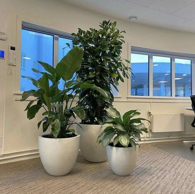 办公区盆景组合