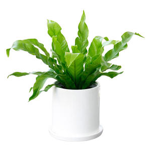 鸟巢蕨（0.3米9元/月）