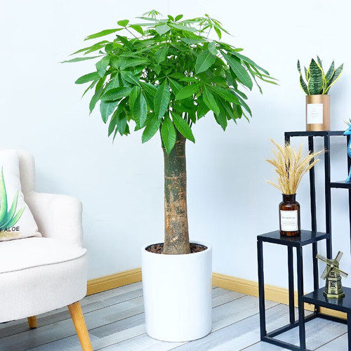 独木发财树（1.6米40元/月）（1.8米50元/月）