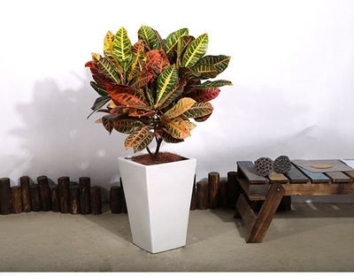 变叶木（0.6米25/月）（0.8米35/月）