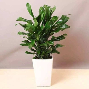 螺旋铁（0.6米20/月）（0.8米30/月）