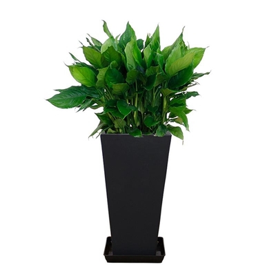 万年青（0.6米20/月）（0.8米30/月）