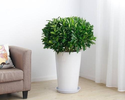 非洲茉莉（0.6米25/月）（0.8米35/月）