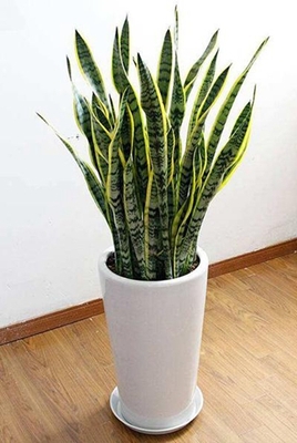 虎皮兰（0.8米25/月）