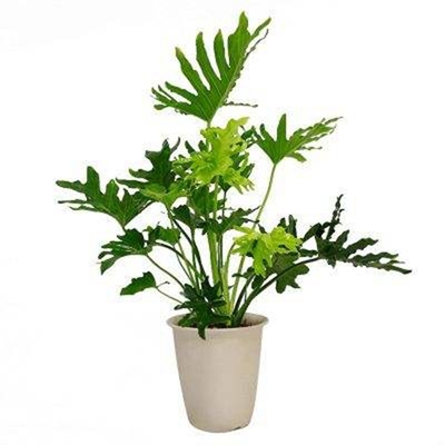 竹芋（0.6米25/月）