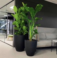 琴叶榕和天堂鸟