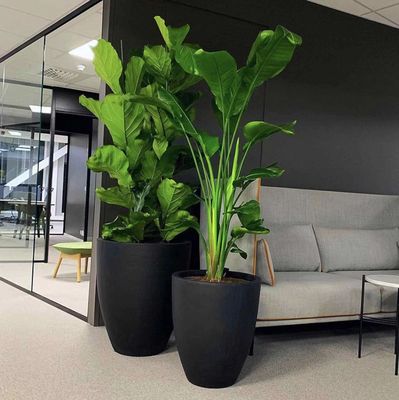 琴叶榕和天堂鸟