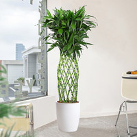 富贵竹笼（1.6米40元/月）