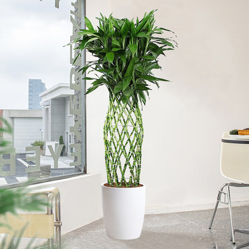 富贵竹笼（1.6米40元/月）