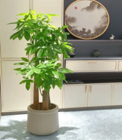 步步高发财树案列展示