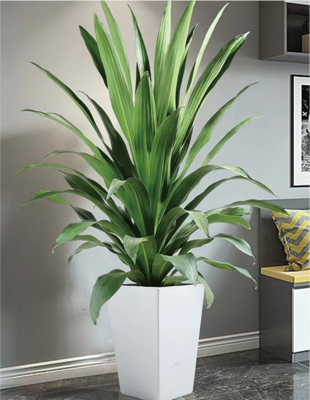 也门铁（0.6米20/月）（0.8米30/月）