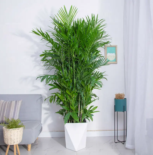 夏威夷椰子（1.6米40元/月）（1.8米50元/月）