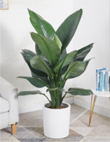 绿巨人（1.2米30元/月）