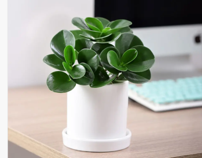 豆瓣绿（0.3米9元/月）