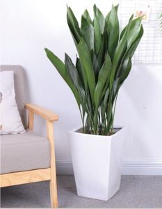 一叶兰（0.6米25/月）