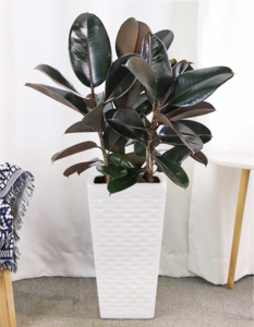 橡皮树（0.6米25/月）（0.8米35/月）