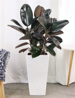 橡皮树（0.6米25/月）（0.8米35/月）