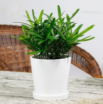 罗汉松（0.3米9元/月）