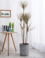 千年木（1.2米50元/月）