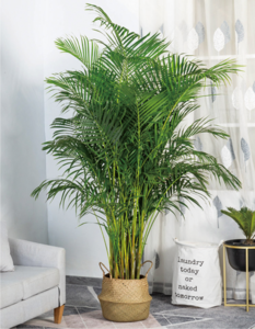 散尾葵（1.6米40元/月）（1.8米50元/月）