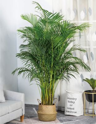 散尾葵（1.6米40元/月）（1.8米50元/月）