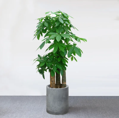 步步高发财树（1.6米50元/月）（1.8米60元/月）