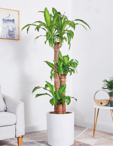 巴西木（1.6米40元/月）