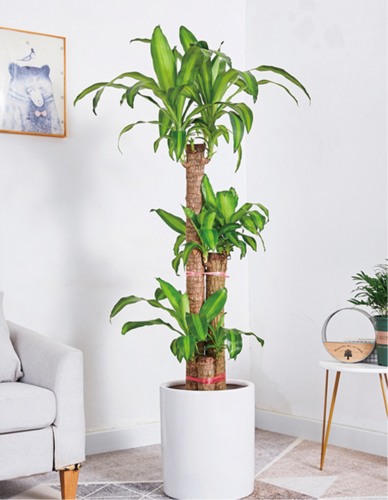 巴西木（1.6米40元/月）