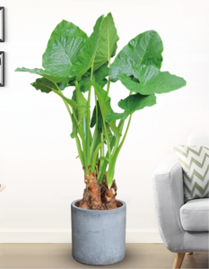 滴水观音（1.6米50元/月）