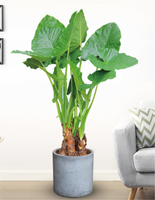 滴水观音（1.6米50元/月）