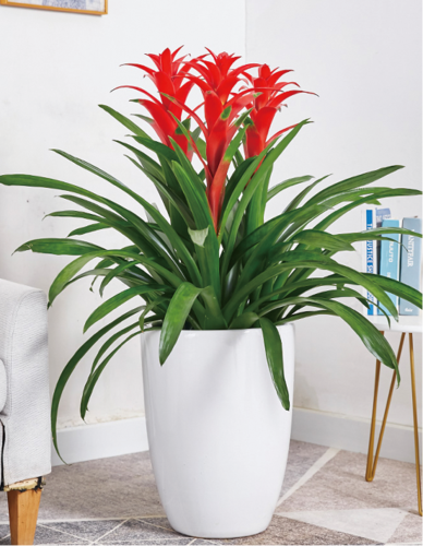 鸿运当头组合（3枝0.8米75/月）