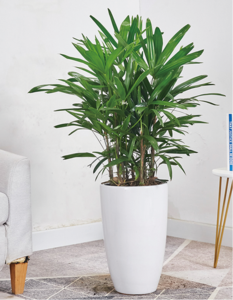 棕竹（1.5米40元/月）（1.7米60元/月）