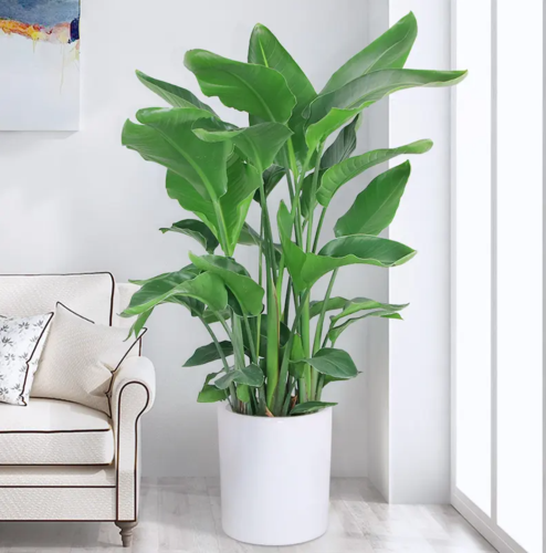 天堂鸟（1.6米40元/月）（1.8米60元/月）